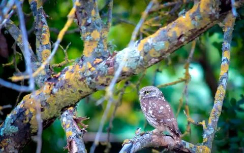 Owl on a tree Stock Photos