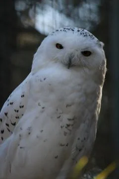 Owl in tree Stock Photos