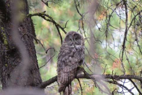 Owl in tree Stock Photos