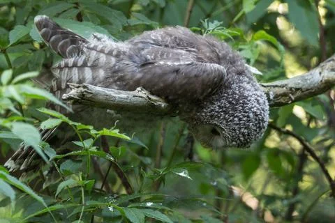Owl in tree Stock Photos