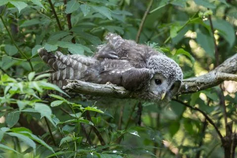 Owl in tree Stock Photos
