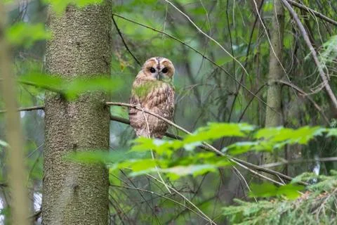 Owl on the tree Stock Photos