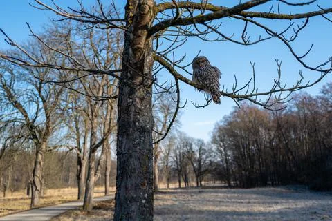 Owl on Tree Stock Photos