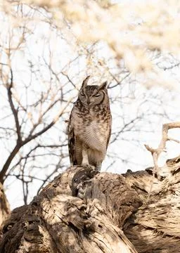 Owl in the tree Stock Photos
