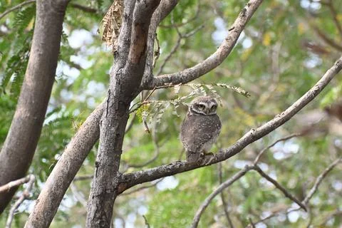 An owl on a tree Stock Photos