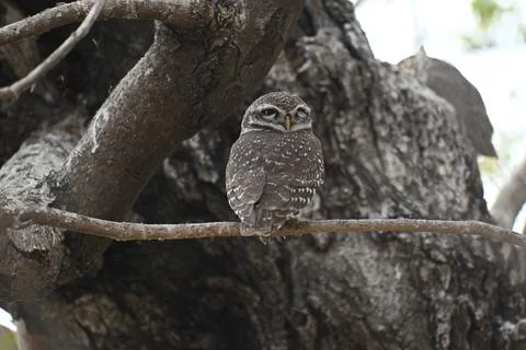 An owl on a tree Stock Photos