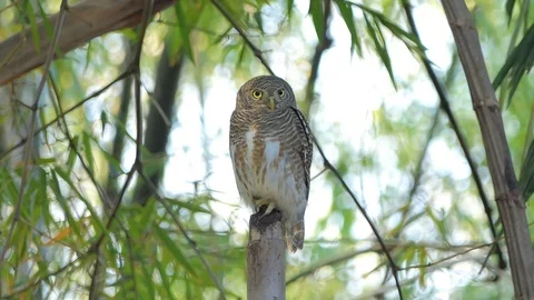 Owl in tropical rain forest. Stock Footage 122369097