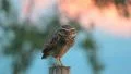 Owl Truning Head HD Footage