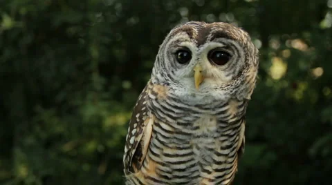Owl turning head (HD) Stock Footage 1003026