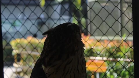 An owl that is turning its head in all directions in a cage Stock Footage 233759473