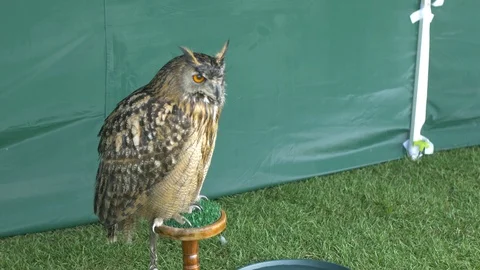 Owl turning its head Stock Footage 94591163