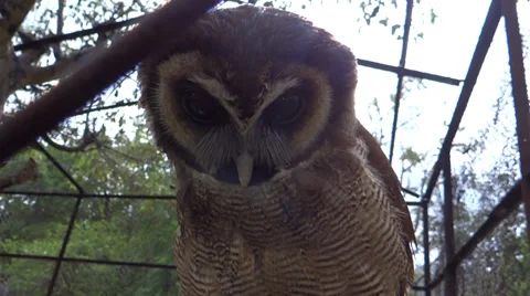 An owl turning upside its face, front closep Stock Footage 38056965