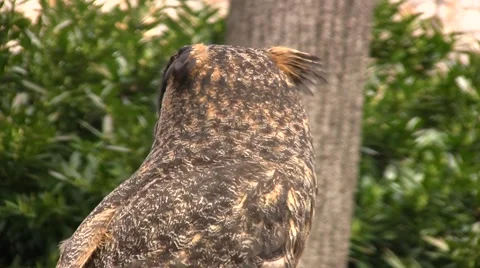 Owl turns and flaps wings Video stock 49149873