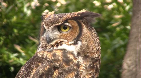 Owl turns away from camera Video stock 49149881