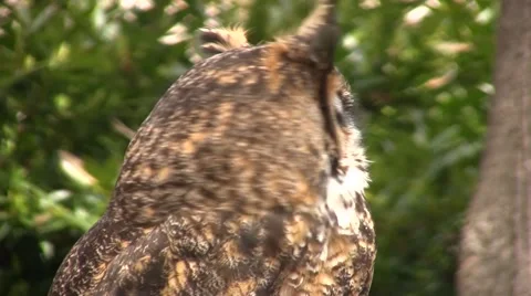 Owl turns away from camera then bobs head Video stock 49149937