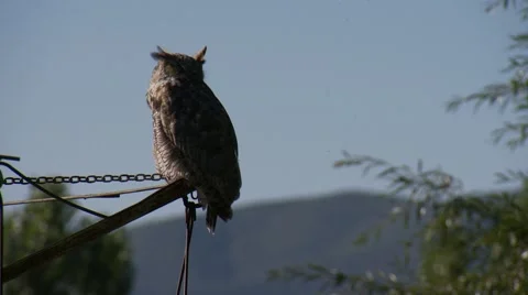 Owl Turns Head on Post Stock Footage 43106594