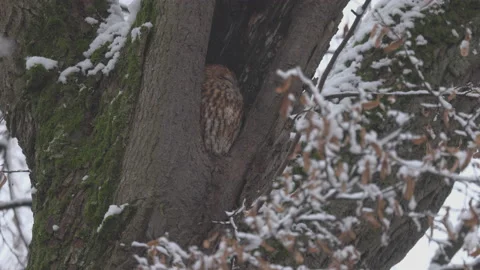 Owl turns his head, 8K Stock Footage 164380214