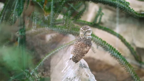 Owl turns his head Stock Footage 106081448