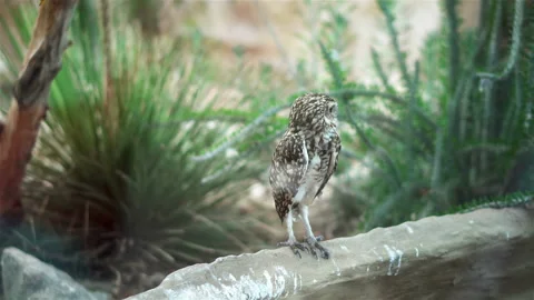 Owl turns his head Stock Footage 106081601