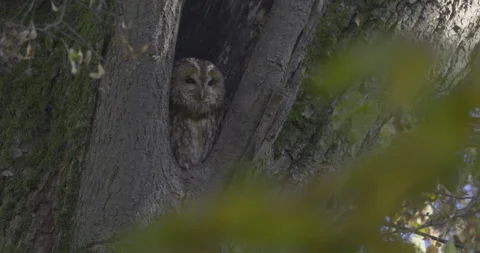 Owl turns its head, 4K Video stock 219538728