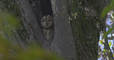 Owl turns its head, autumn 4K Stock Footage 219543111