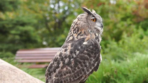 The owl is very attentive Video stock 107852255