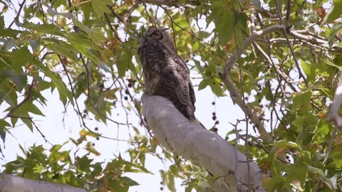 Owl Wakes Up Stock Footage 89603907