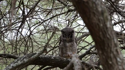 Owl Walking on Tree Branch | 4K Rare Bird Behavior Footage 스톡 동영상 312201845