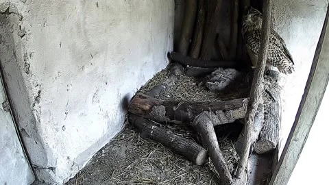 An owl watches the camera while his baby sleeps Stock Footage 152836012