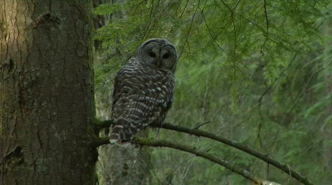 Owl Watches Stock-Footage 488556