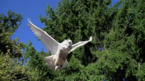 Owl. white bird. slow motion. flying animals Stock Footage 32232882