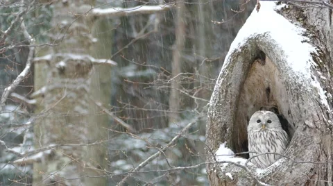 Owl of wind and snow; 4K resolution Stock Footage 44891142