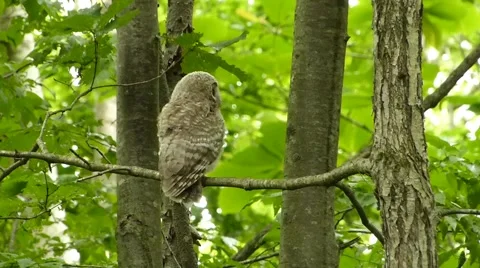 Owl of wind and snow_20 Video stock 44887386