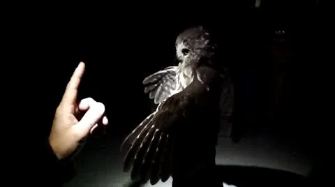 Owl with wings outspread Stock Footage 10718582