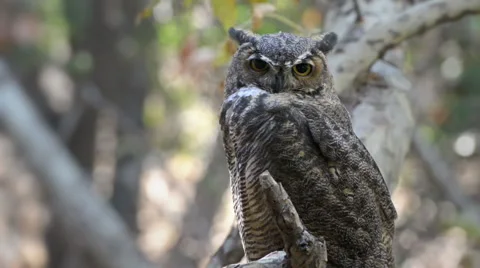 Owl Wink to Camera Stock Footage 43098481