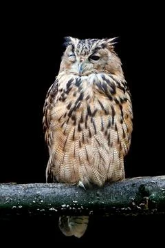 Owl winking at the camera. Isolated on black Stock Photos