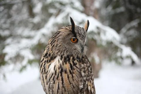 Owl on winter background Stock Photos