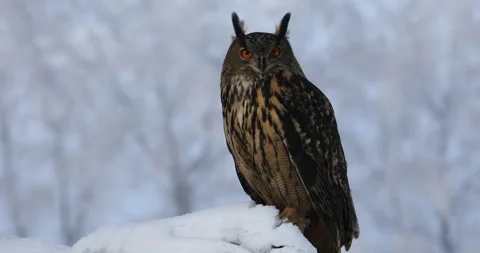 Owl in winter. Eagle owl, Bubo bubo, perched on tree trunk in snowy forest. Stock Footage 291425430