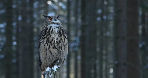 Owl in winter. Eagle owl, Bubo bubo, perched on rotten stump in snowy forest. Stock Footage 291425659