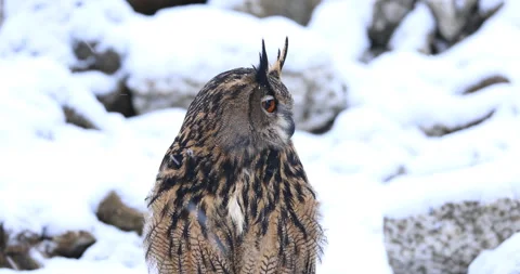 Owl in winter. Eurasian eagle owl, Bubo bubo, perched on snowy rock. Stock Footage 168207862