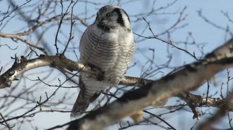 Owl, winter Stock Footage 877997