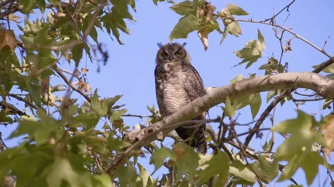 Owl Yawns Stock Footage 89678904