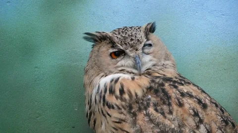 Owl at the zoo. Stock Footage 80221868