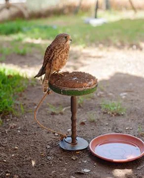 Owl in Zoo Stock Photos