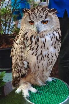 Owl in the zoo Stock Photos