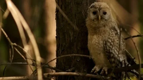Owl1 Stock Footage