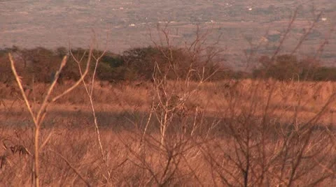 OWL1.m2t Stock Footage 9410657