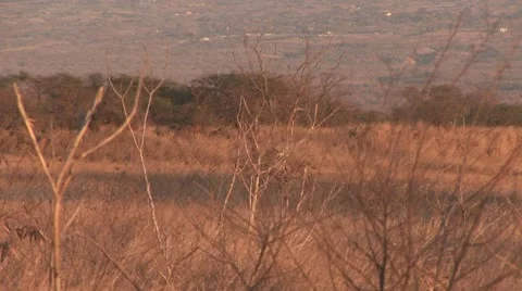 OWL2 動画素材 9416583