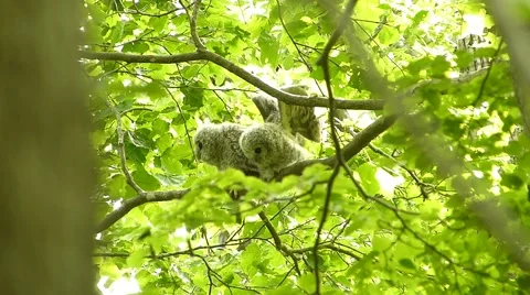 かわいいowl_81の顔 Stock Footage 44929554