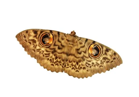 Owlet eye moth Stock Photos